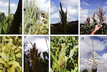 Corn tassels